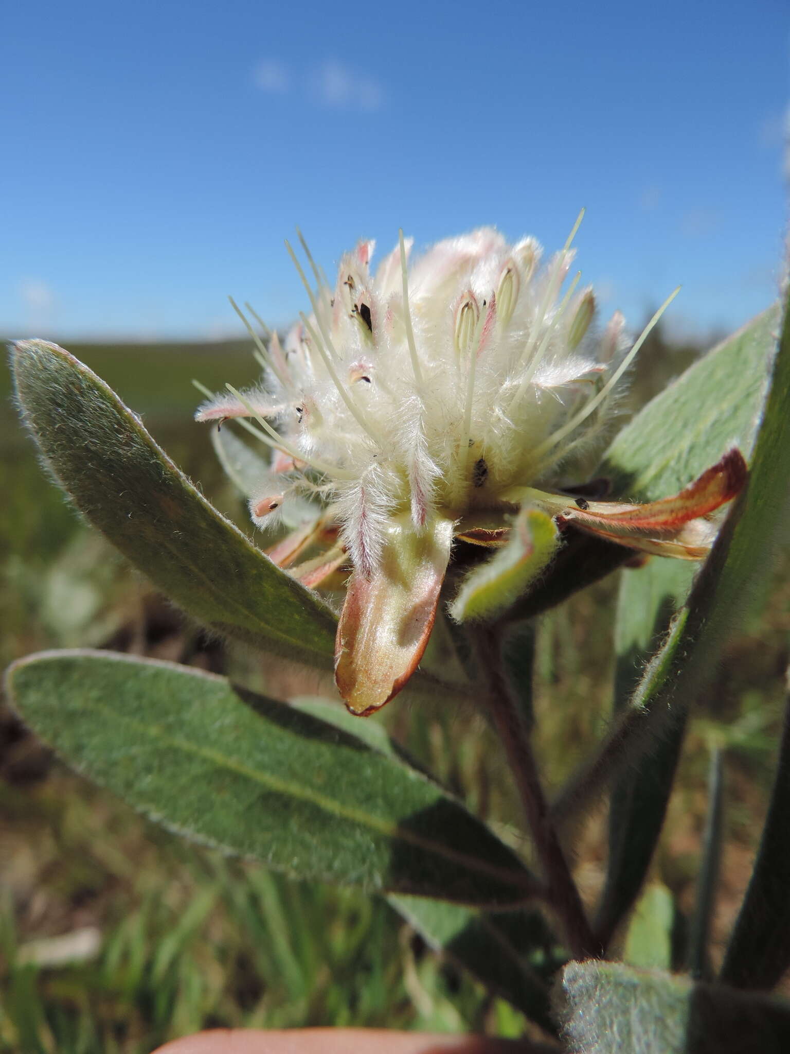 Image of Protea heckmanniana Engl.