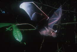 Image of Flat-faced Fruit-eating Bat