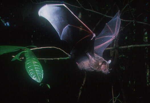 Image of Flat-faced Fruit-eating Bat