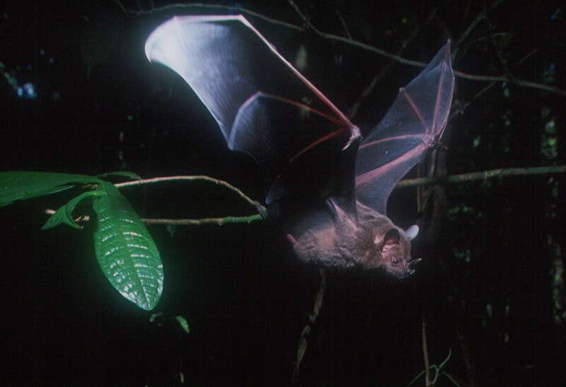 Image of Flat-faced Fruit-eating Bat