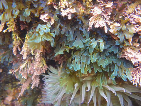 Image of Brown algae