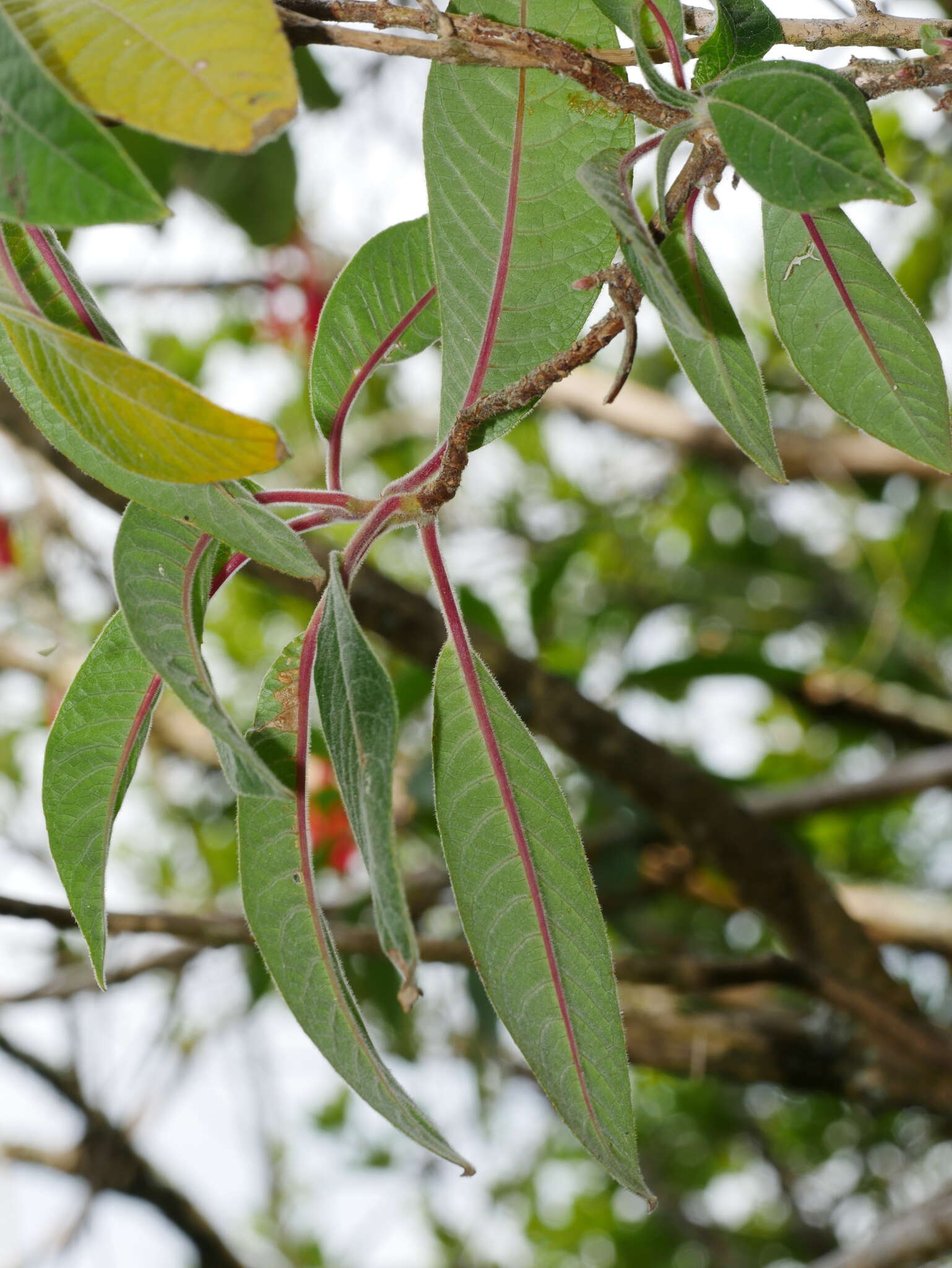 Image of Bolivian fuchsia