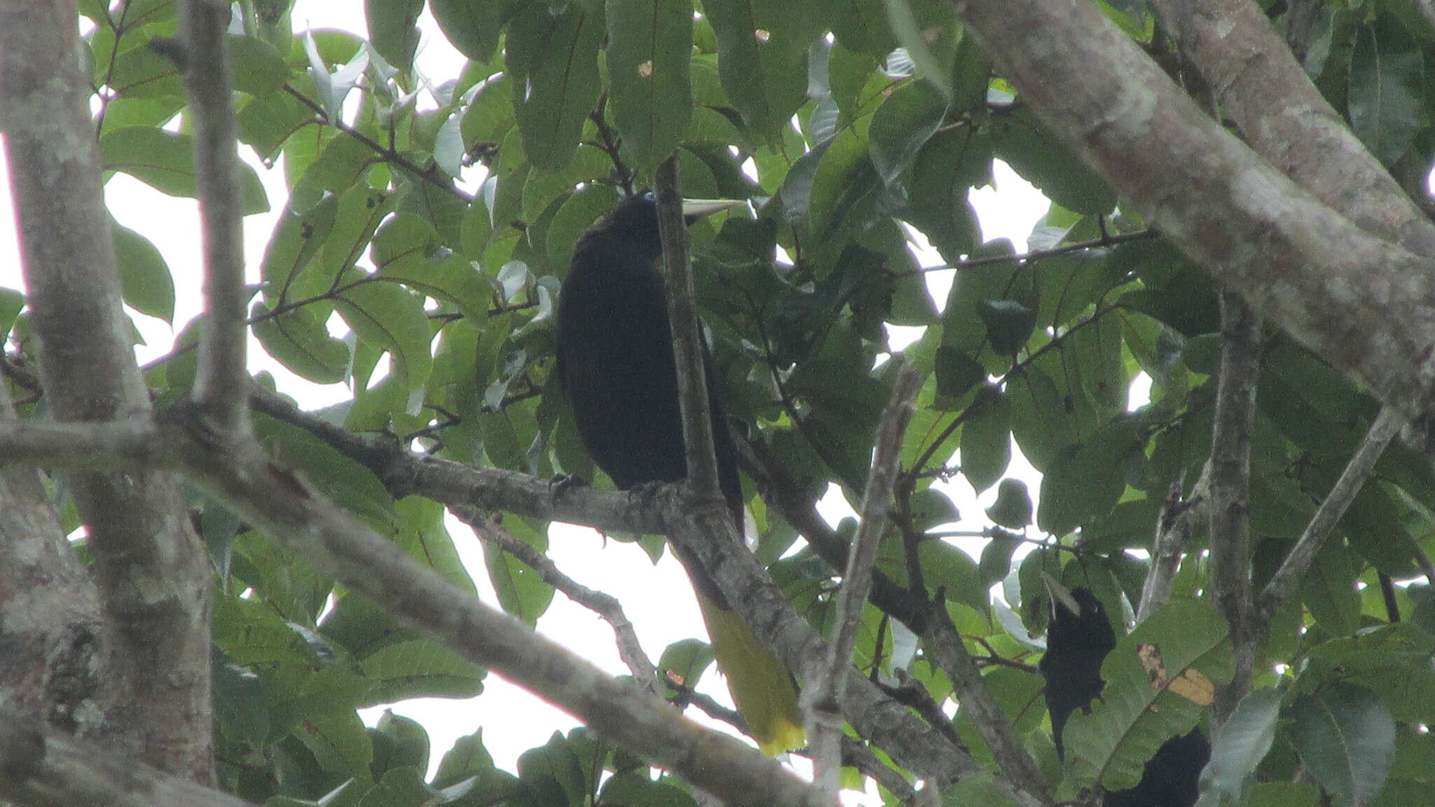 Image of Crested Oropendola