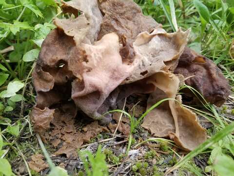 Image de Gyromitra californica (W. Phillips) Raitv. 1965