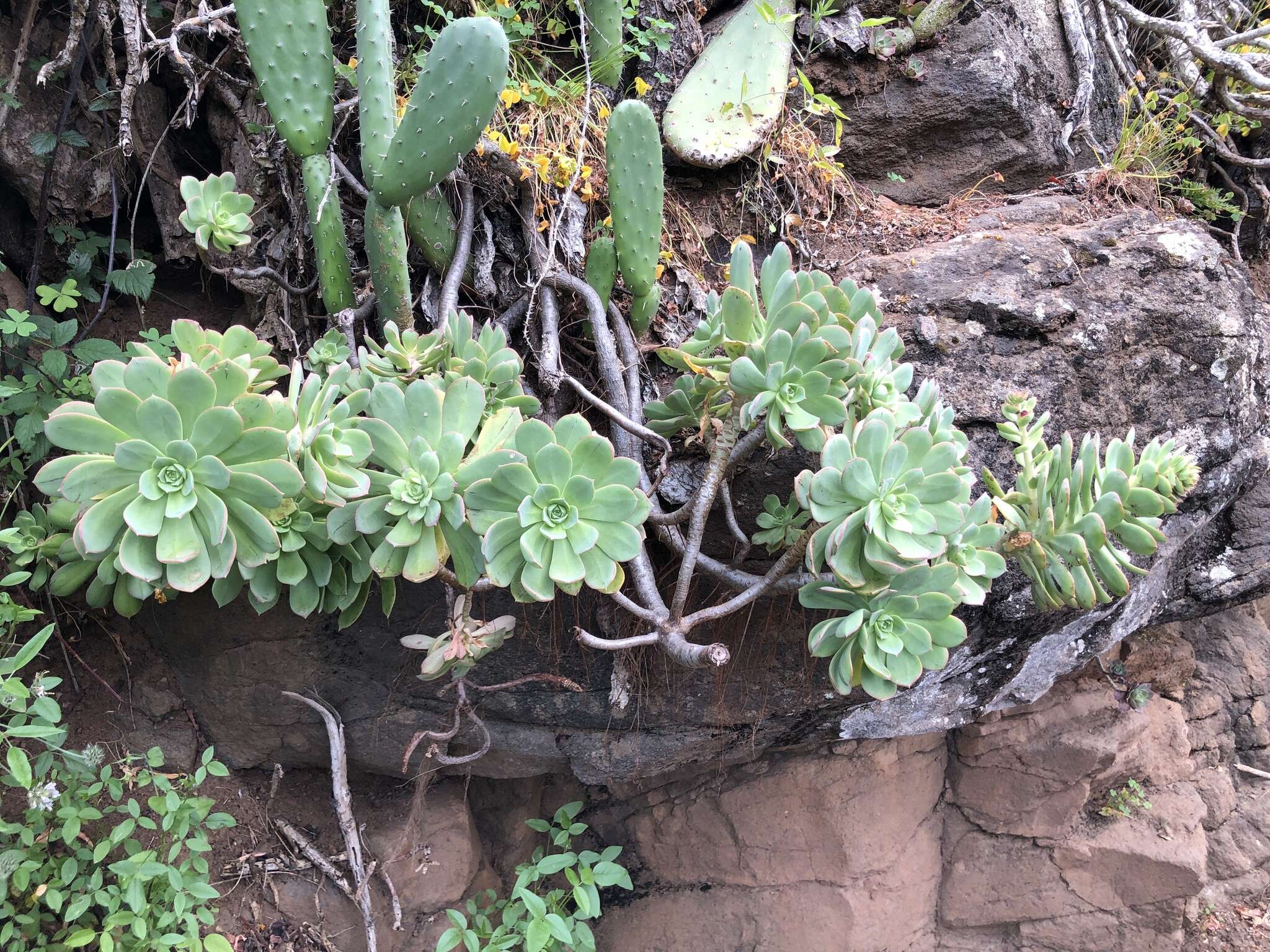 Image of Aeonium percarneum (Murray) J. Pitard & L. Proust