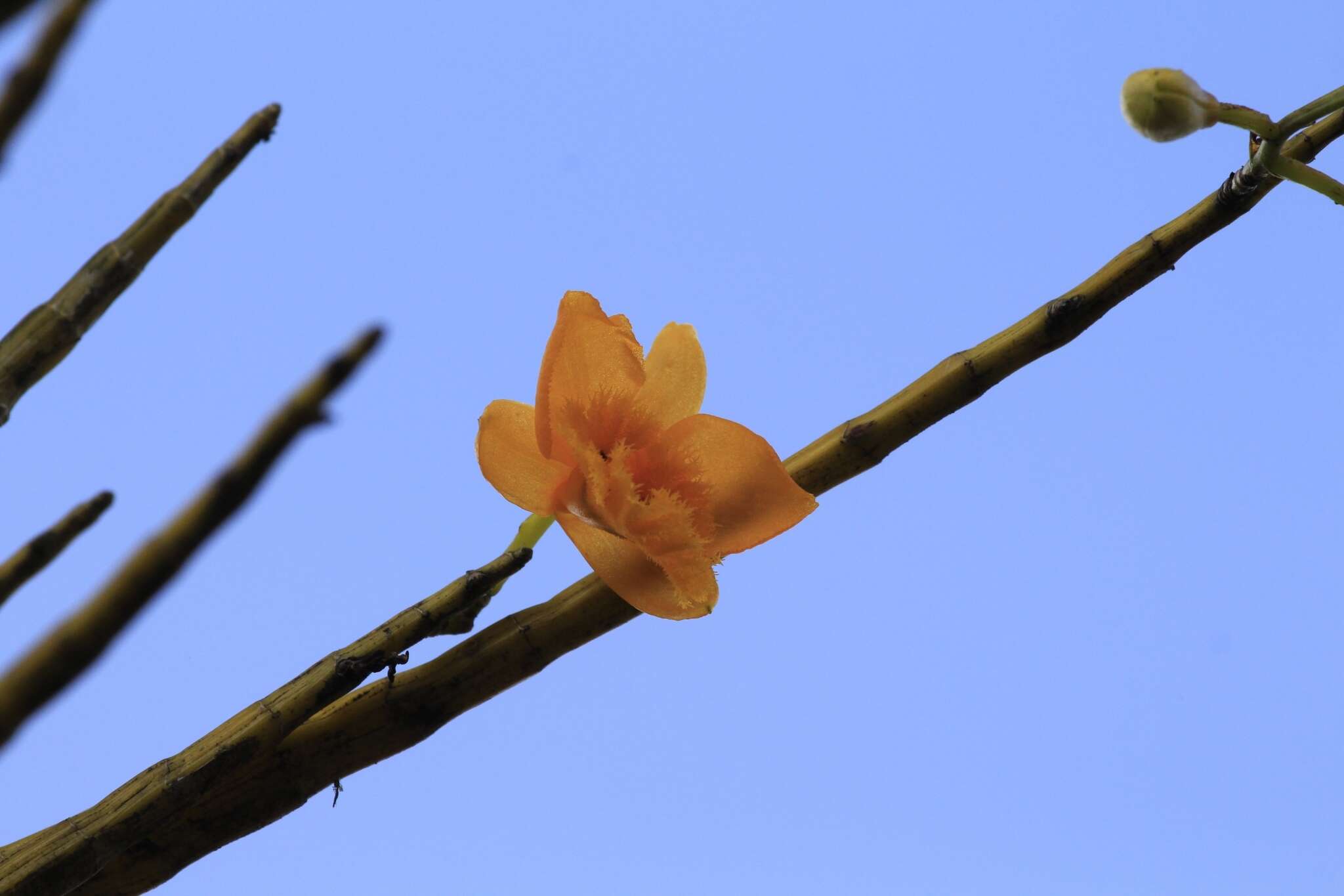 Plancia ëd Dendrobium fimbriatum Hook.