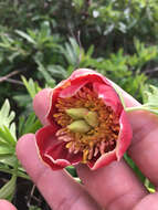 Image of California peony