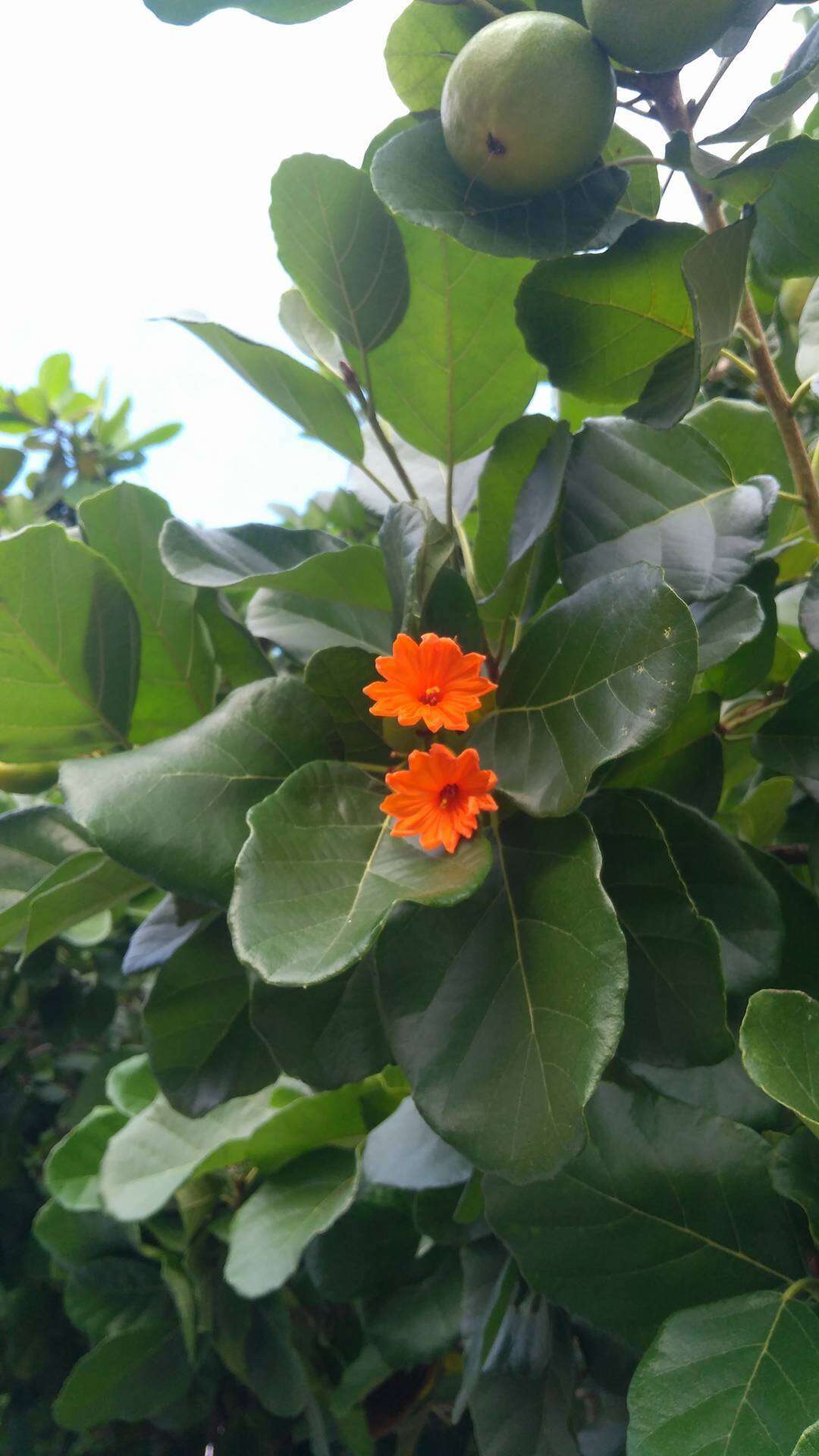 Image of Cordia dodecandra DC.