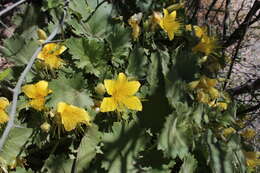 Image of yellow stingbush