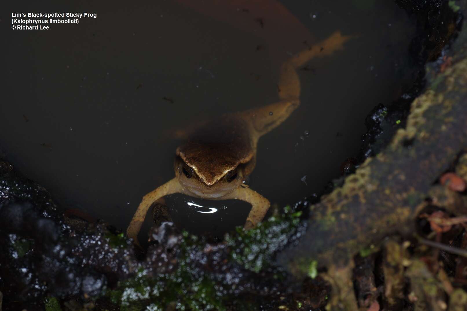 Image de Kalophrynus limbooliati Matsui, Nishikawa, Belabut, Ahmad & Yong 2012