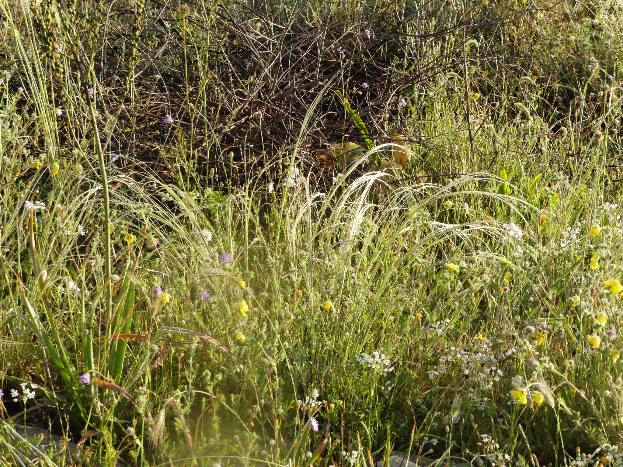 Image of Stipa austroitalica Martinovský