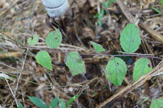 Image of Veronicastrum villosulum (Miq.) Yamazaki