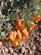 Image of Tropaeolum polyphyllum Cav.