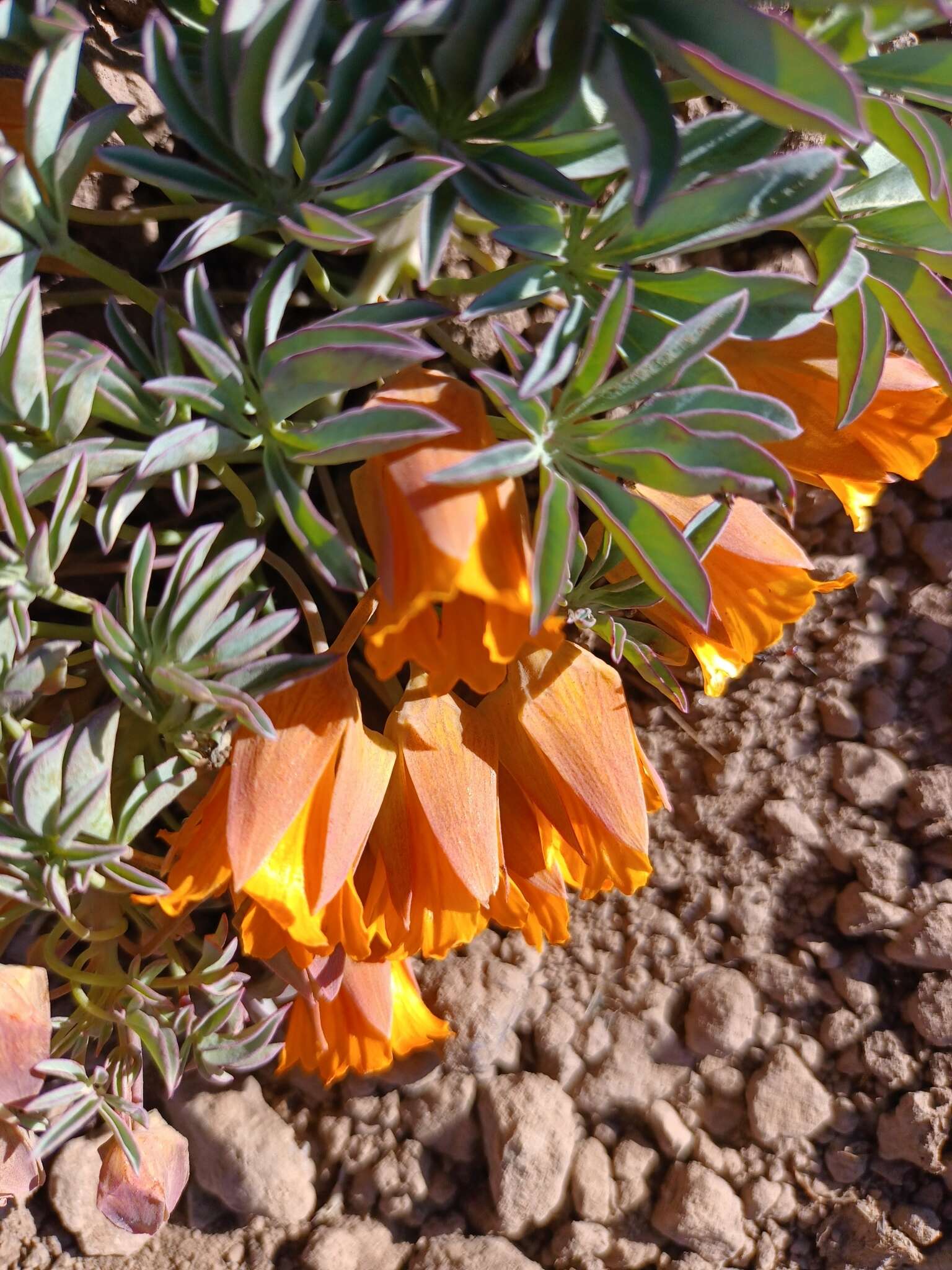 Image of Tropaeolum polyphyllum Cav.