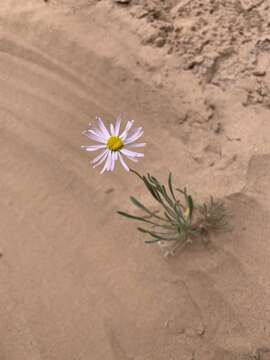 Image of Utah fleabane