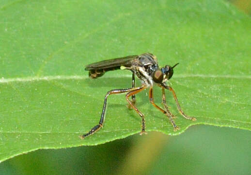 Image of Dioctria hyalipennis (Fabricius 1794)