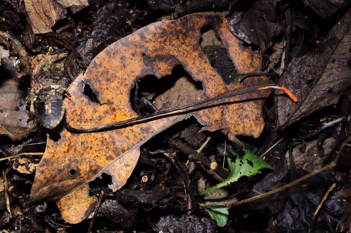 Plancia ëd Ophiocordyceps nutans (Pat.) G. H. Sung, J. M. Sung, Hywel-Jones & Spatafora 2007