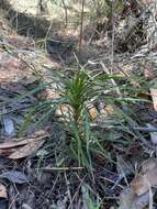 Image de Stylidium productum M. M. Hindmarsh & D. F. Blaxell