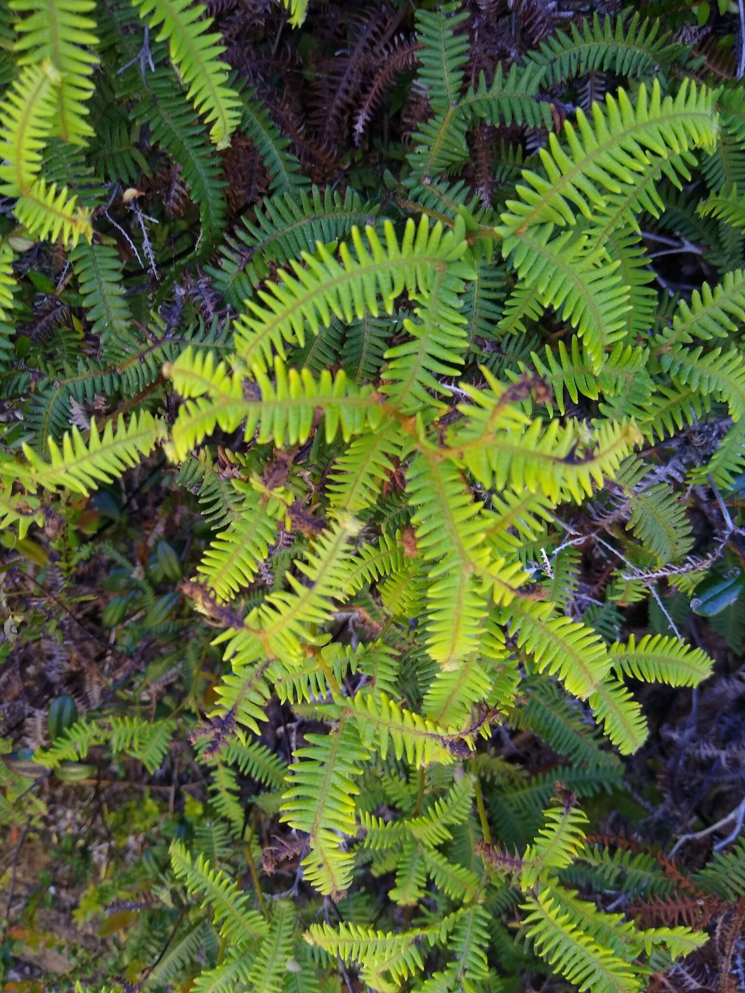 Image of Sticherus quadripartitus (Poir.) Ching