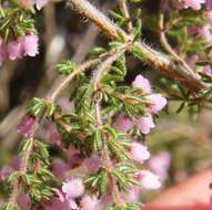 Image of Erica parviflora var. parviflora