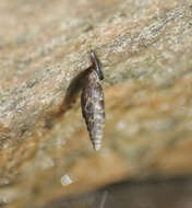 Image of two-toothed door snail