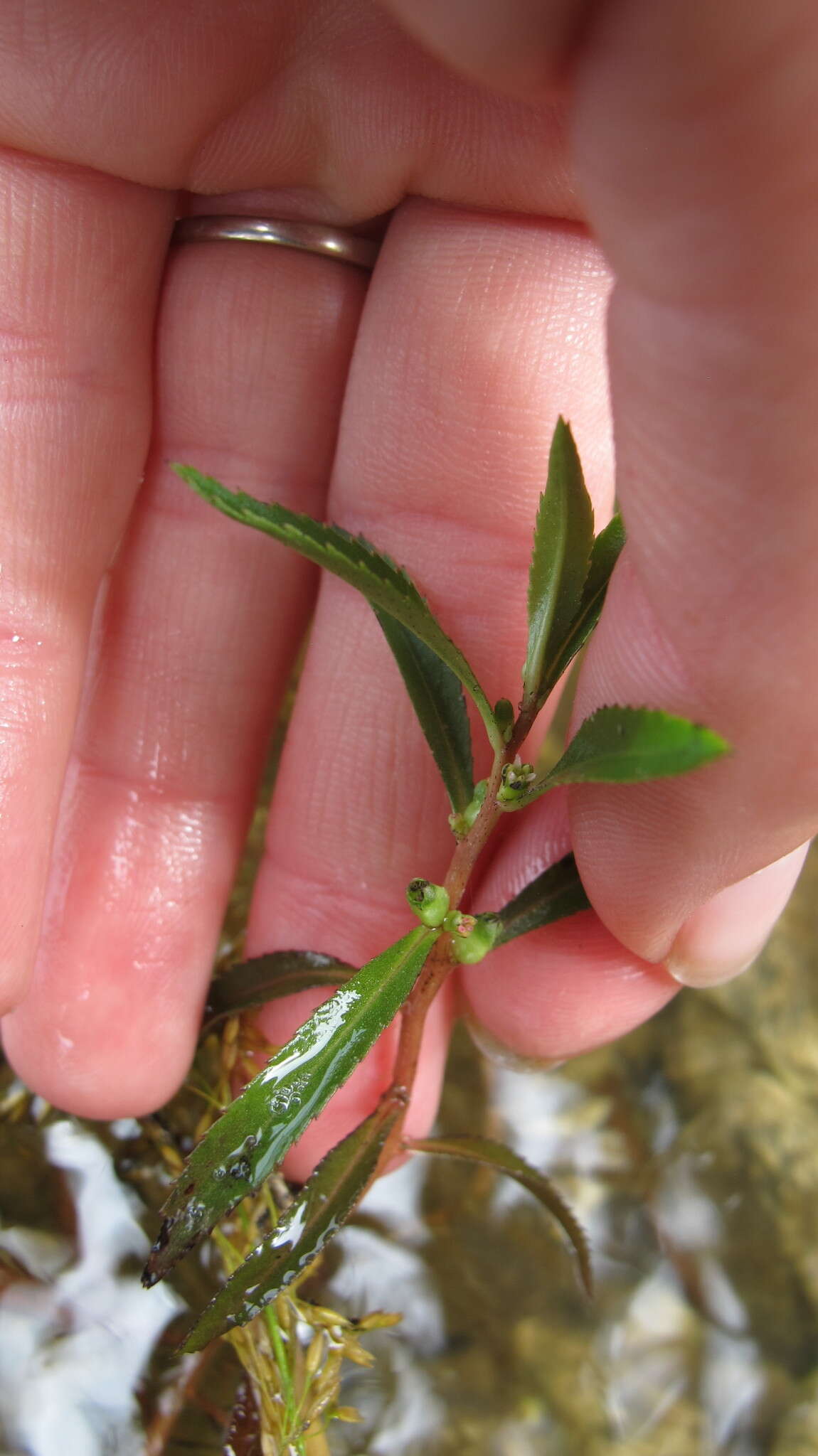 Image of Proserpinaca palustris L.