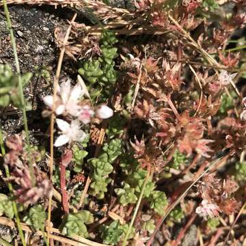 Image of Sedum anglicum Hudson