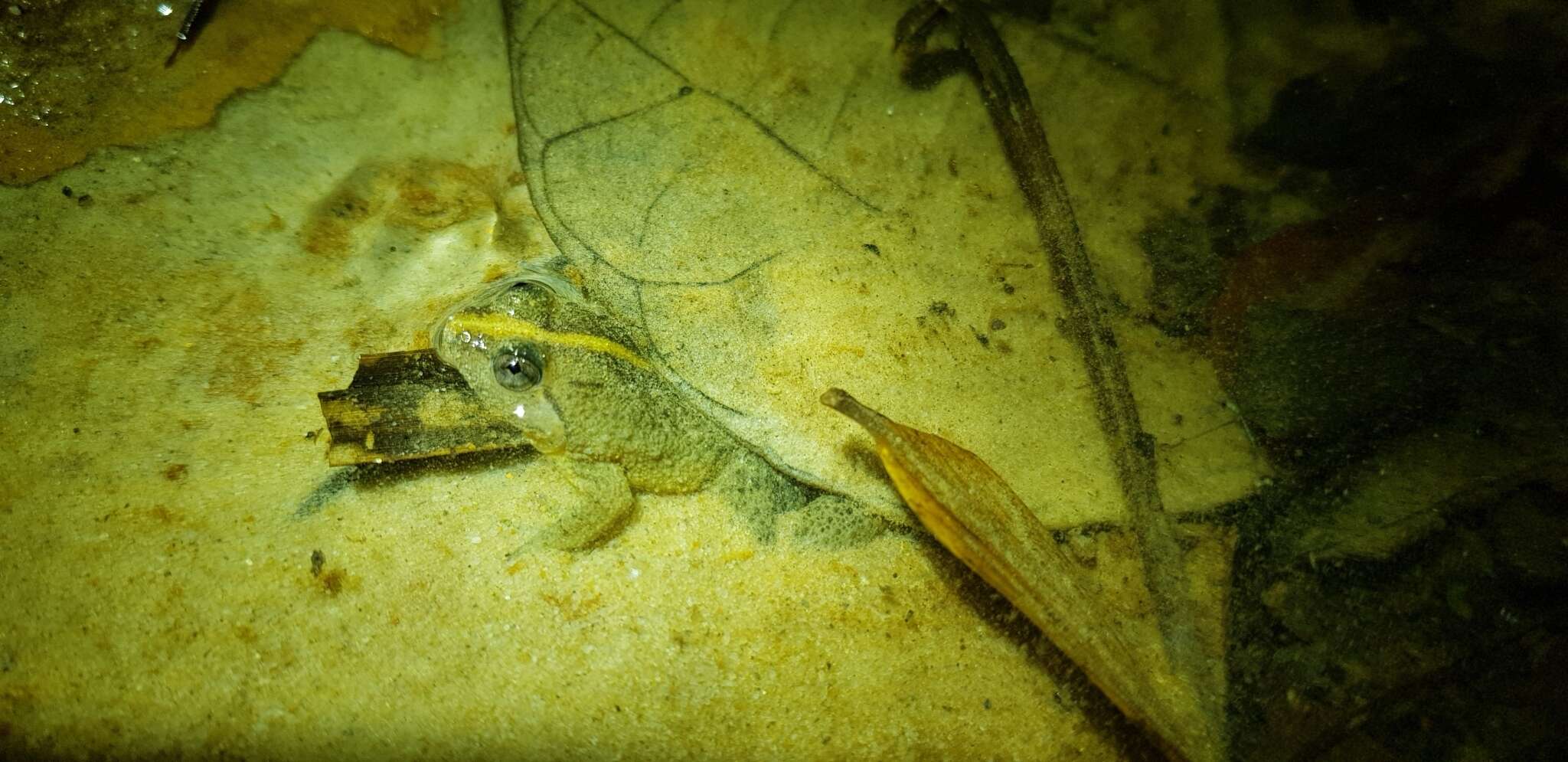 Image of Green Puddle Frog