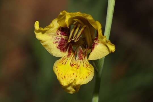 Gladiolus pardalinus Goldblatt & J. C. Manning resmi