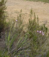 Image of Dierama pendulum (L. fil.) Baker