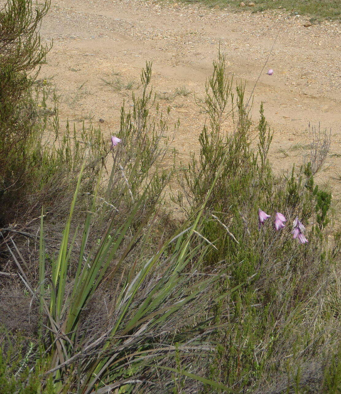 Image of Dierama pendulum (L. fil.) Baker