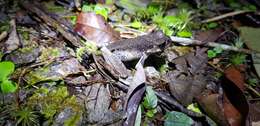 Image of Gracile Litter Frog