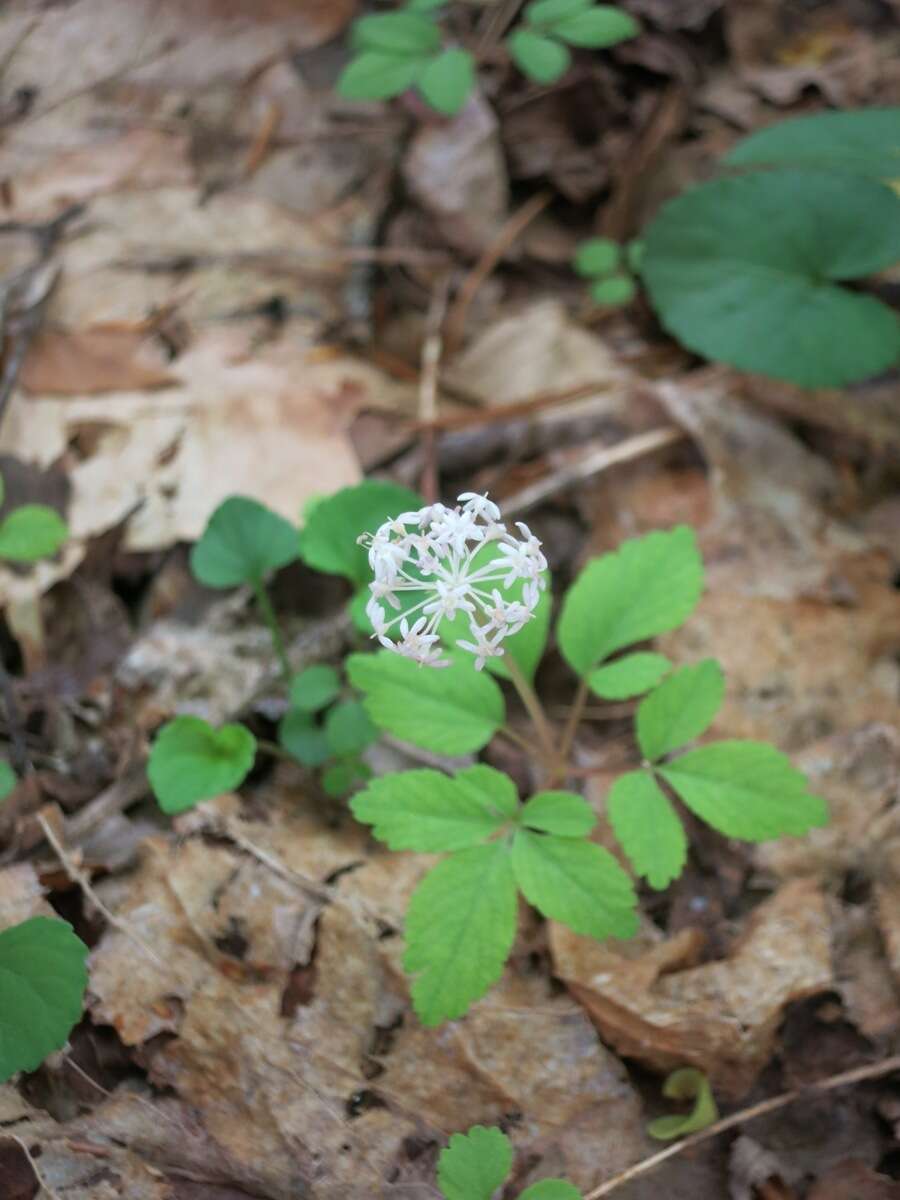 Image of dwarf ginseng