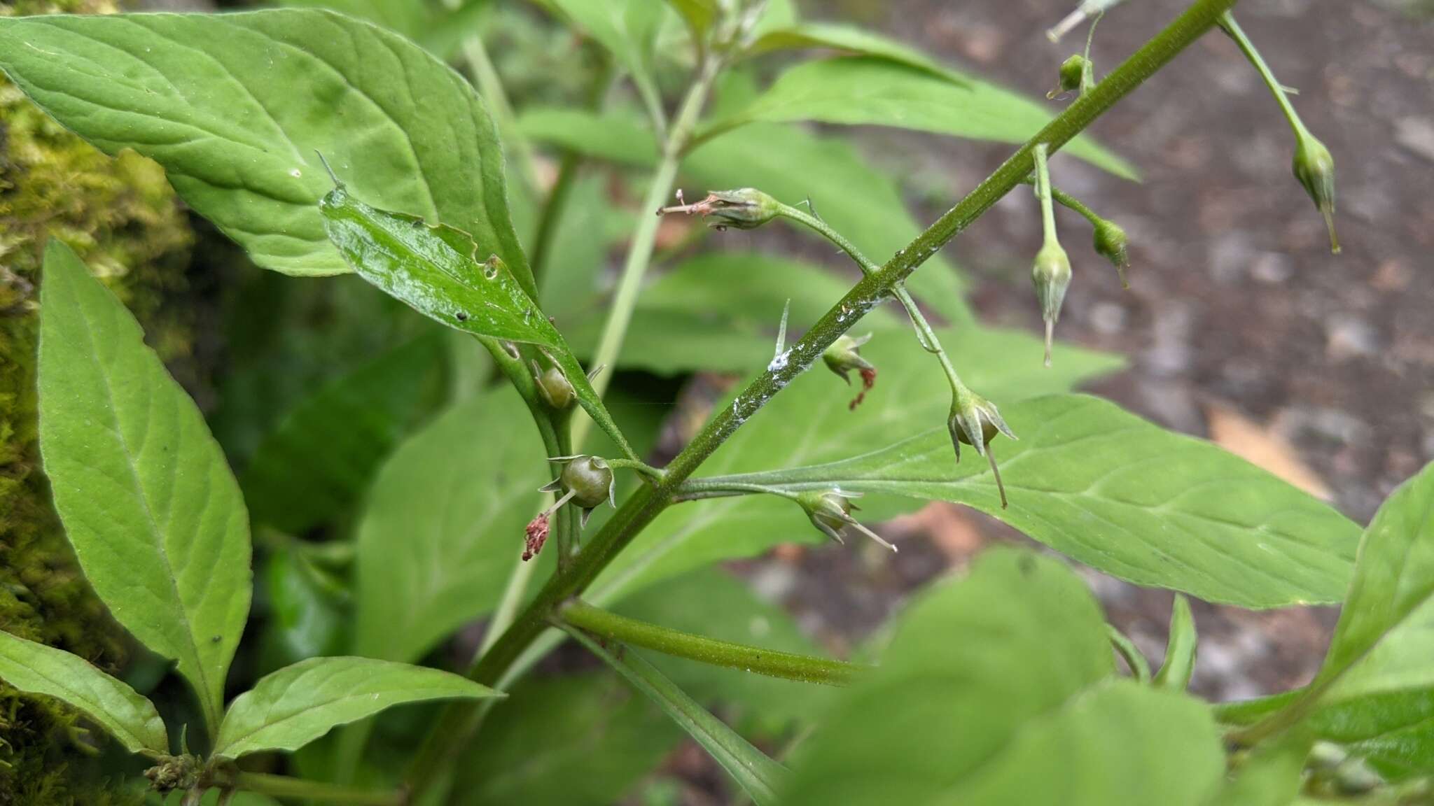 Image of Lysimachia decurrens G. Forst.