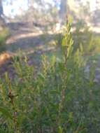 Image of Mallee Wattle