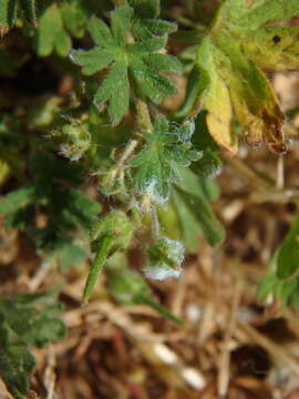 Imagem de Geranium pusillum L.