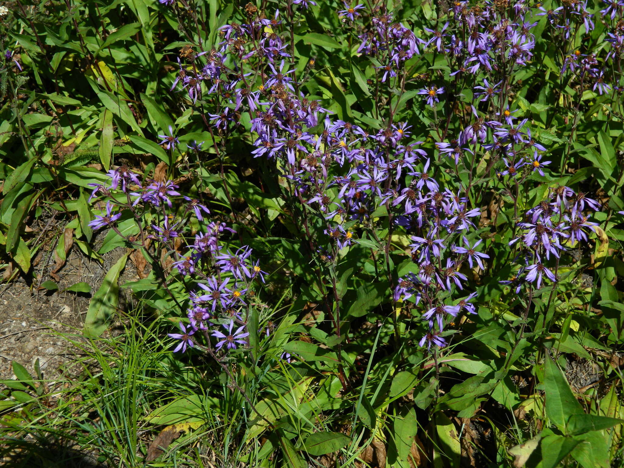 Image of thickstem aster