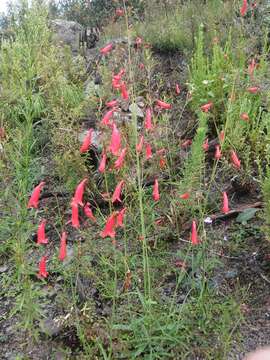 Image of Penstemon wislizenii (A. Gray) Straw