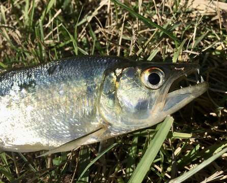 Image of Pike characin