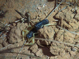 Image of Parabuthus schlechteri Purcell 1899