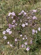 Image de Gypsophila patrinii Ser.