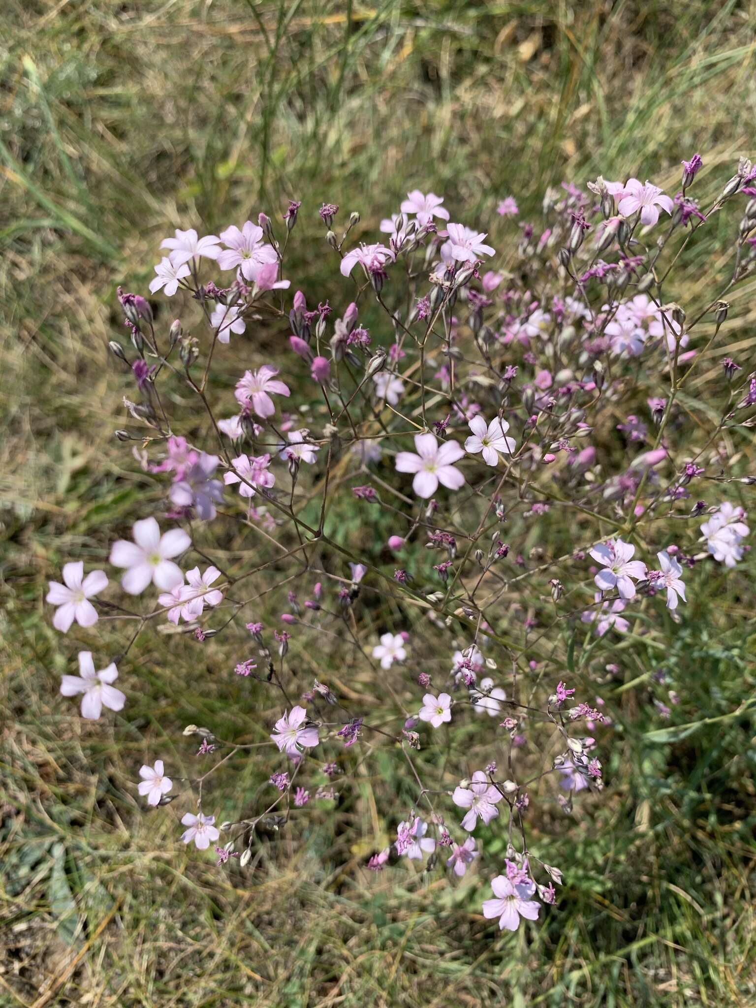 Image de Gypsophila patrinii Ser.