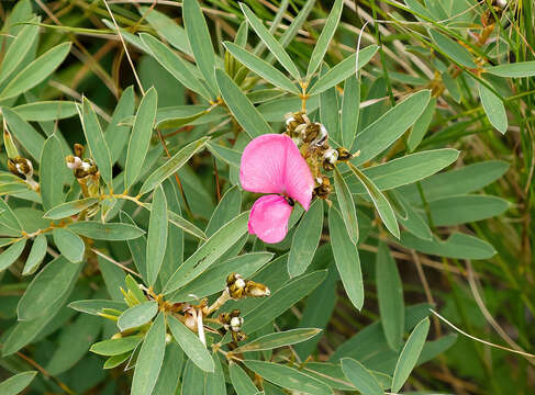 Image of Tephrosia bachmannii Harms