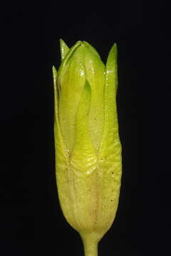 Image de Gentianella thyrsoidea (Hook.) Fabris