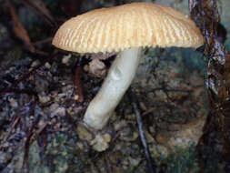 Image of Russula senecis S. Imai 1938