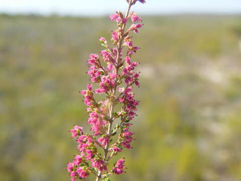 Image of Erica puberuliflora E. G. H. Oliver