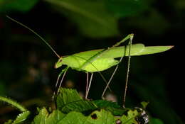 Image of Tylopsis bilineolata (Serville 1838)