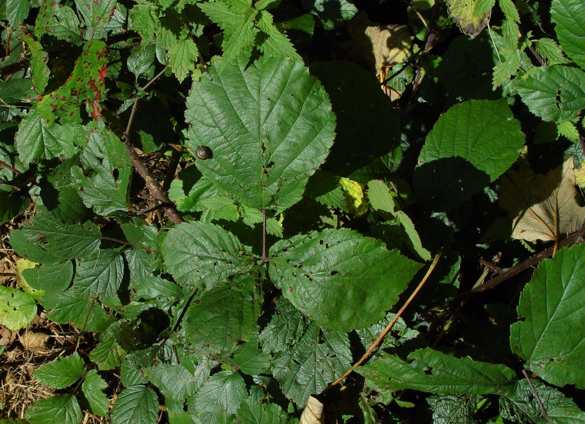 Sivun Rubus bartonii Newton kuva