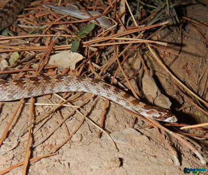 Image of Derafshi Snake