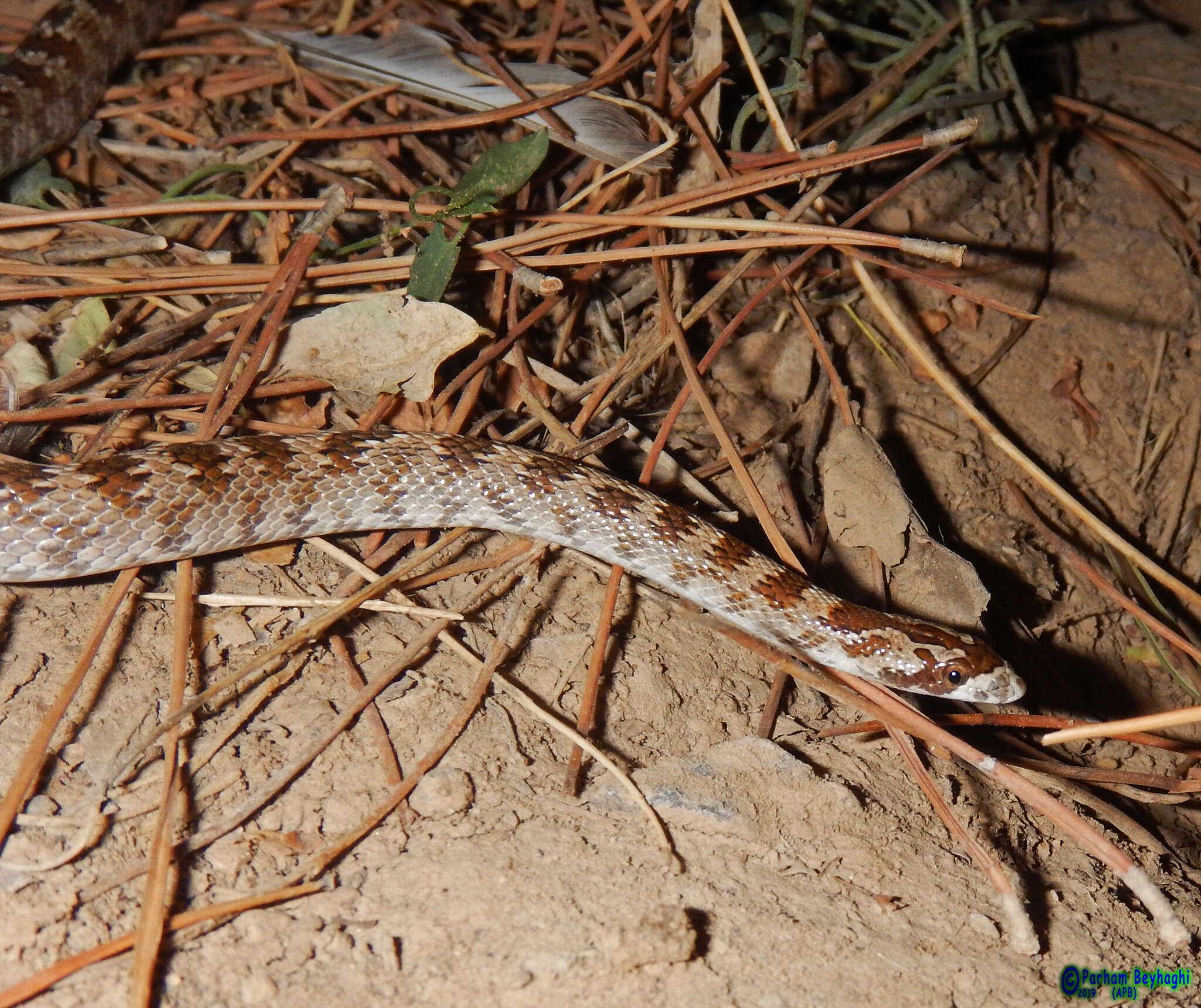 صورة Lytorhynchus ridgewayi Boulenger 1887